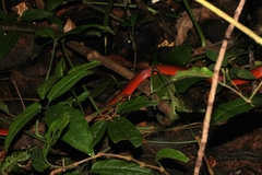 Oxyrhopus melanogenys