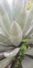 Agave lyobaa