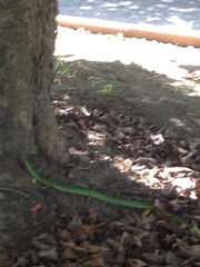 Philothamnus occidentalis