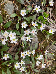 Claytonia multiscapa pacifica