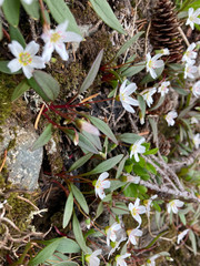 Claytonia multiscapa pacifica