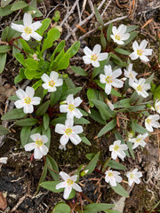 Claytonia multiscapa pacifica