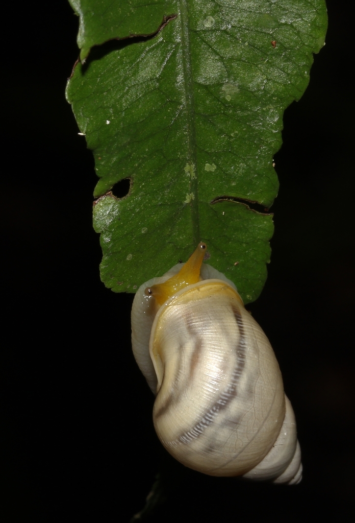 Drymaeus branneri