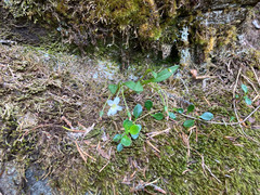 Claytonia multiscapa pacifica