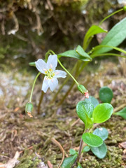 Claytonia multiscapa pacifica