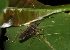 Neopamera neotropicalis