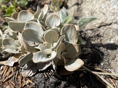 Eriogonum lobbii