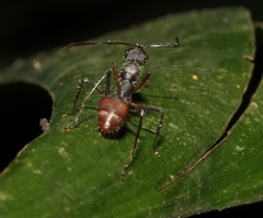 Camponotus nidulans
