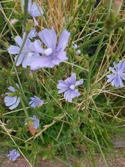 Cichorium intybus