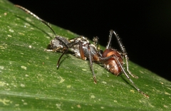 Camponotus nidulans