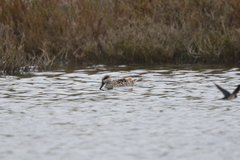Marmaronetta angustirostris