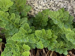 Cryptogramma acrostichoides