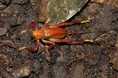 Brachybaenus