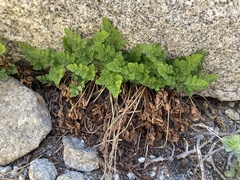 Cryptogramma acrostichoides