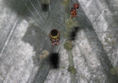 Cyclosa vieirae