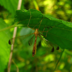 Hylobittacus apicalis