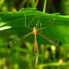 Hylobittacus apicalis