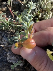 Astragalus bolanderi