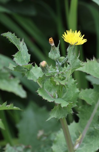 photo of Common Sow-thistle (Sonchus oleraceus)