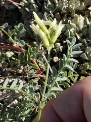 Astragalus bolanderi