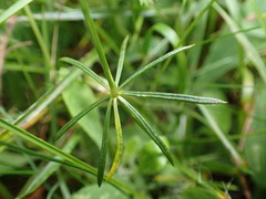 Galium pumilum