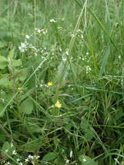 Galium pumilum