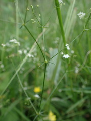 Galium pumilum