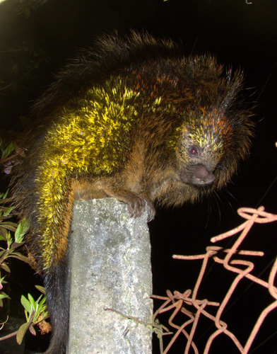 Paraguayan Hairy Dwarf Porcupine