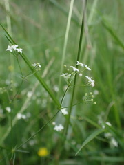 Galium pumilum