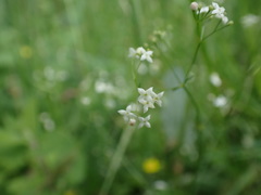 Galium pumilum