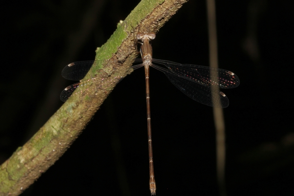 Lestes dichrostigma