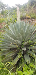 Agave lyobaa