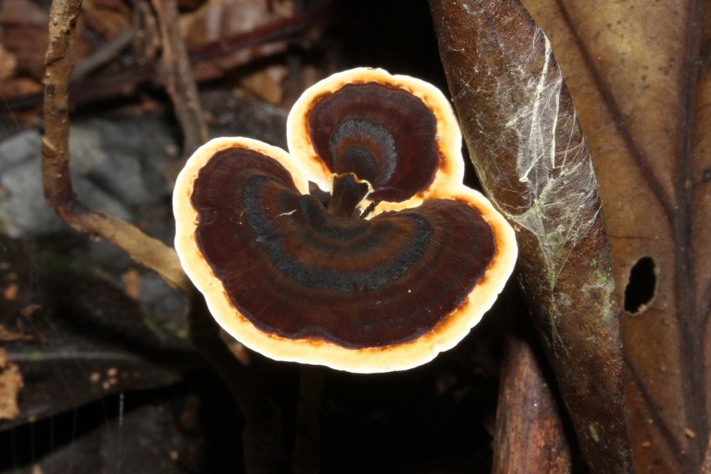 Amauroderma
