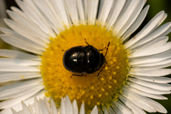 Corimelaena lateralis