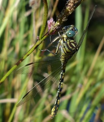 Ceratogomphus pictus