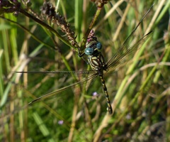 Ceratogomphus pictus