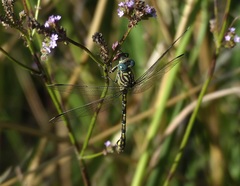 Ceratogomphus pictus