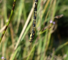 Ceratogomphus pictus