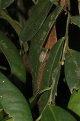 Dolichoderus longicollis