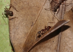 Dolichoderus longicollis