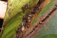 Dolichoderus longicollis