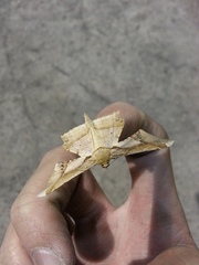 Krananda latimarginaria