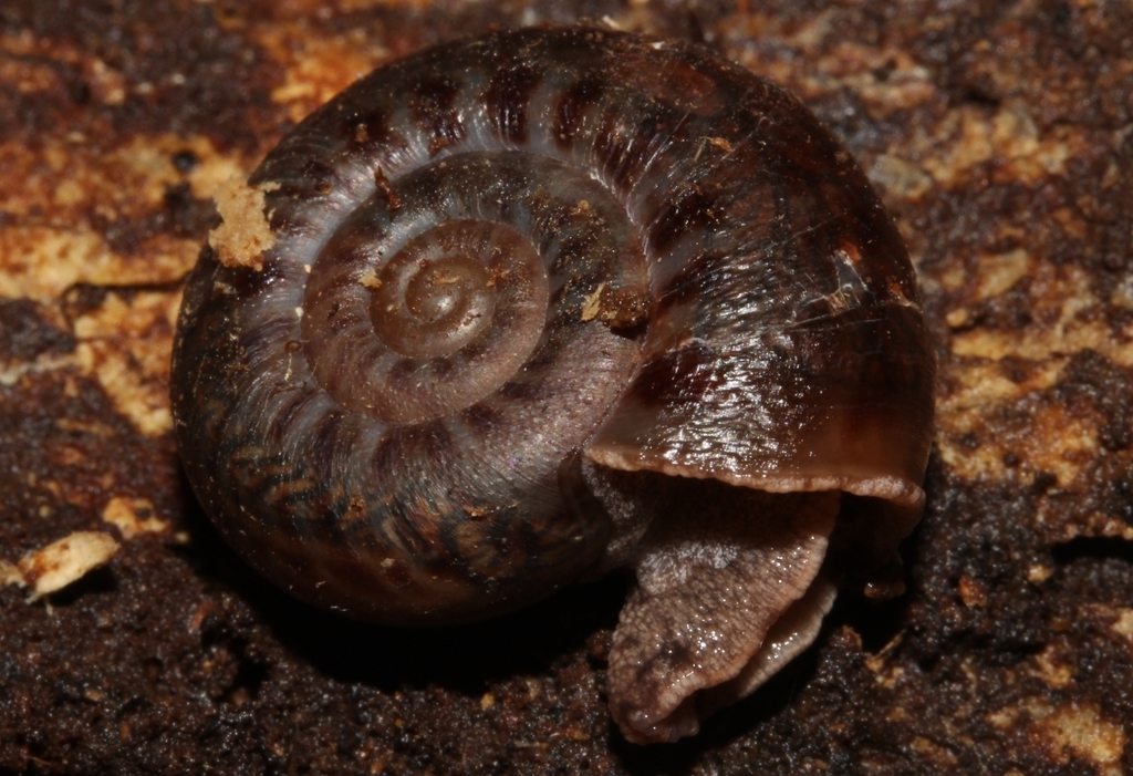 Solaropsis juruana