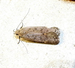 Anacampsis comparanda