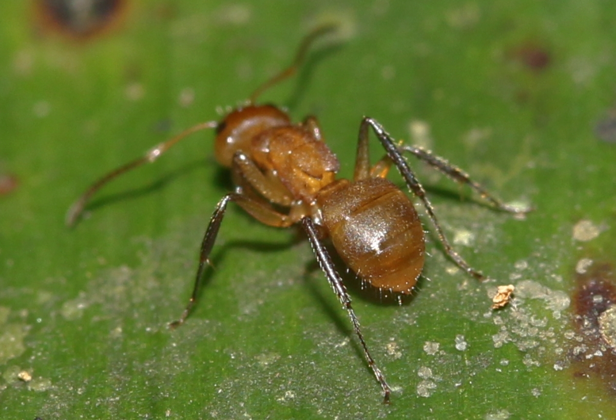 Camponotus latangulus Roger, 1863