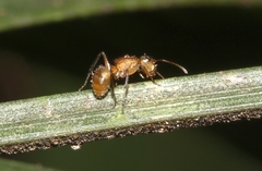 Camponotus latangulus