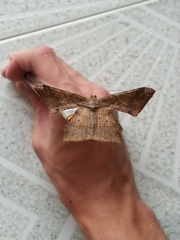 Krananda latimarginaria