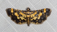 Eurrhyparodes tricoloralis