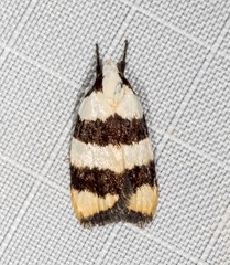 Zonopetala divisella