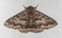 Eudesmeola lawsoni